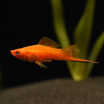 Schwertträger Rot, Xiphophorus helleri